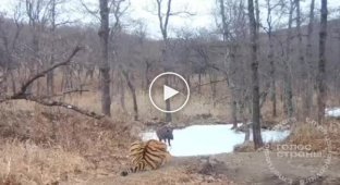 Missed the boar - the slow tiger was left without breakfast in Primorye