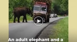 Самый милый налог водители грузовиков платят тростником слонам за проезд
