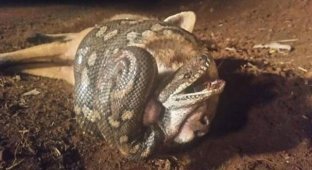 Лиса пыталась съесть 2-метрового питона, но рептилия смогла дать хищнику достойный ответ (4 фото)