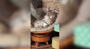 Одомашненная рысь превратилась в толстенького кота