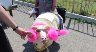 В Дагестане провели конкурс на самую красивую овцу (5 фото)