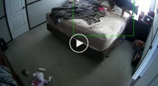 Девушка показала, что делает её пёс один дома