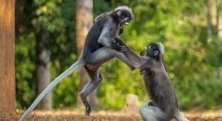 Фотографу из Питера удалось запечатлеть между двумя приматами драку в стиле кунг-фу (4 фото)