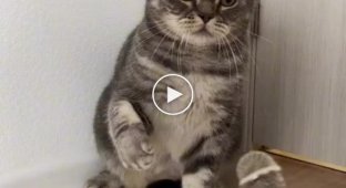 Кот агрессивно отказался от интервью