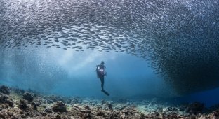 The Great Sardine Migration: This Epic Event Visible from Space (7 Photos)