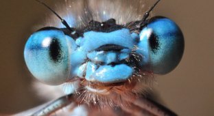 Лица насекомых (13 фото)