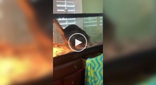 Коту сподобався тераріум