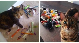 Cats and their secret treasure caches (21 photos)