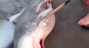 Парень разрезал живот мертвой беременной акулы и спас трех акулят