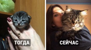 17 котят, доказавших, что даже из маленького заморыша можно превратиться в прекрасного кота королевских кровей (18 фото)