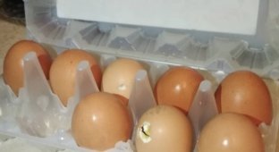 A young couple from Moscow bought eggs in a store (4 photos + 2 videos)
