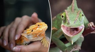 Big problems from little lizards: reptiles caused an outbreak of a deadly disease (6 photos)