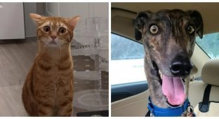 20+ mood lifters that will add positive emotions and make your day more comfortable (21 photos)