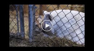 Тигриця оплакує двох дитинчат, які пішли з життя