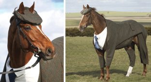 Первый в мире костюм-тройка для коня (5 фото + 1 видео)