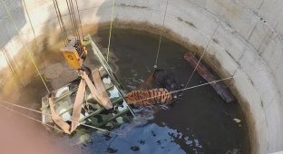 Tigress and boar become friends misfortune (1 photo + 2 videos)