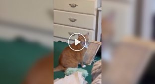 Cat's funny reaction to human sneeze