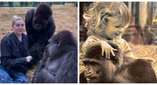 Closer to nature: a girl feeds gorillas, whom she has known since infancy (15 photos + 2 videos)