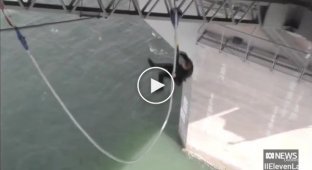 Житель Нової Зеландії стрибнув з моста 941 разів за день і побив світовий рекорд