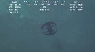 Underwater "alien" similar to the logo (2 photos + 1 video)