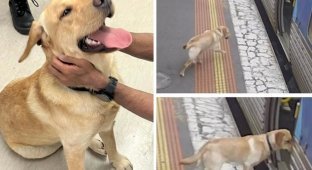 The dog ran away from home and rode the train (4 photos + 1 video)