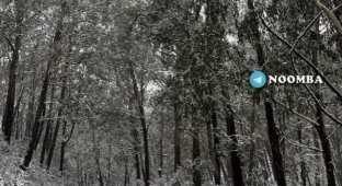 Australian cold: It's time to put on a fur coat (6 photos + video)