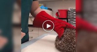An unusual way: how to give an injection to a hedgehog