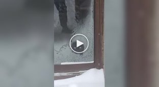 Кот лижет замерзшее стекло