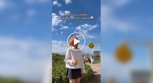 Луковый остров Авадзи в Японии привлек внимание туристов