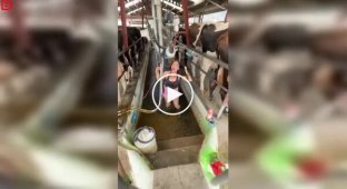 The unvarnished everyday life of a farmer: his first experience on a farm