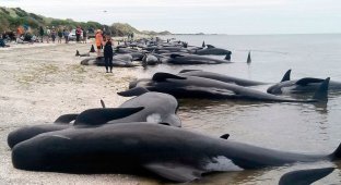 Массовое самоубийство: 400 китов выбросились на берег Новой Зеландии (7 фото)