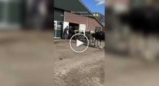 Cows Enjoy Fresh Grass After Winter