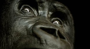 Эти удивительные гориллы фотофакты (25 фото)