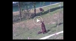 Медведица снимает медвеженка с дерева