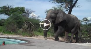 Слон заглянул в бассейн к своему соседу