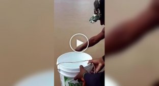 The fastest way to catch fish for dinner in Brazil