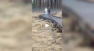 A lynx had a snack during a walk.