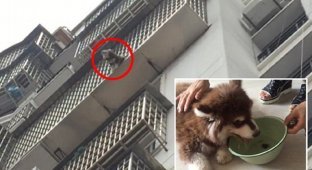 Китайцы всем миром спасли попавшего в беду щенка (4 фото + 1 видео)