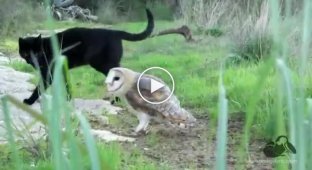Owl, come out. The unusual friendship of a cat and an owl