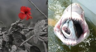 Это не фотошоп! 12 снимков, в реальность которых сложно поверить (13 фото)