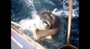 Еще одна опасная рыбалка с участием большой акулы в Австралии
