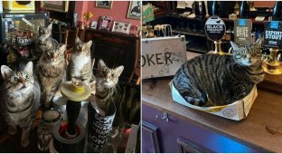 Cat pub: Bristol's hottest spot (16 photos)