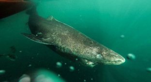 This shark can live up to 500 years (5 photos)