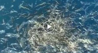 Як риби реагують на їжу, скинуту ним з нафтової вежі