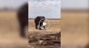 Слон виступив у ролі будильника