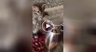 Kitten fighting with teapot