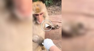 A monkey came to the aid of a zoo employee