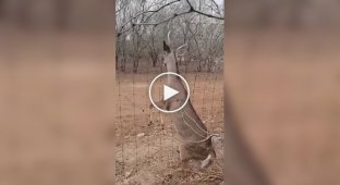 Житель Техаса спас оленя