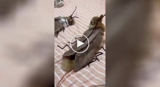 Господар нарядив своїх котів у незвичайні костюми