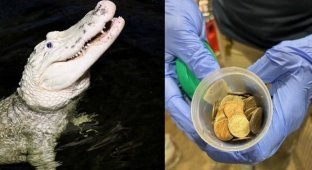In the USA, 70 coins were extracted from the stomach of an alligator (4 photos)